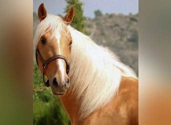 Lusitano, Stallion, 3 years, 16 hh, Palomino