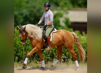 Lusitano, Stallion, 3 years, 16 hh, Palomino