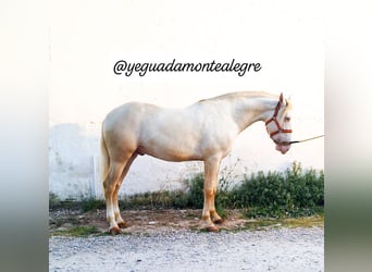 Lusitano, Stallion, 3 years, 16 hh, Perlino