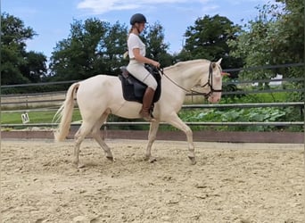 Lusitano, Stallion, 3 years, 16 hh, Perlino