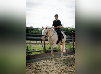 Lusitano, Stallion, 3 years, 16 hh, Perlino