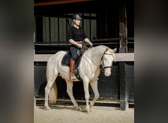 Lusitano, Stallion, 3 years, 16 hh, Perlino