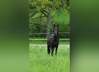 Lusitano, Stallion, 3 years, 16 hh, Smoky-Black
