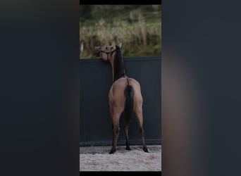 Lusitano, Stallion, 3 years, 16,1 hh, Dun