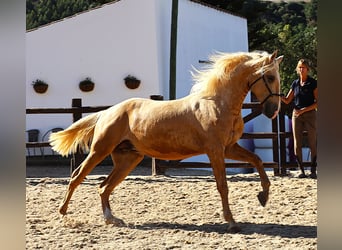 Lusitano, Stallion, 3 years, 16,2 hh, Palomino
