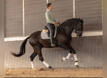 Lusitano, Stallion, 3 years, 16,3 hh, Black