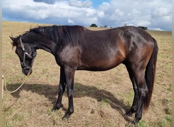 Lusitano, Stallion, 3 years, Brown