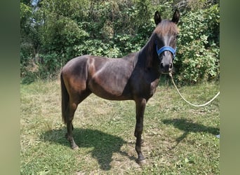 Lusitano, Stallion, 3 years, Brown