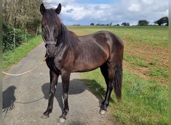 Lusitano, Stallion, 3 years, Brown