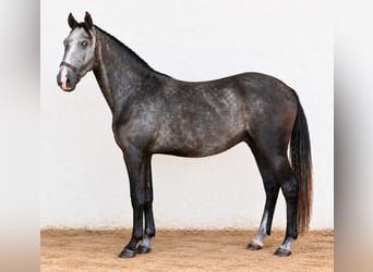 Lusitano, Stallion, 3 years, Grey