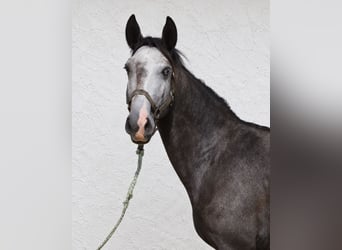 Lusitano, Stallion, 3 years, Grey