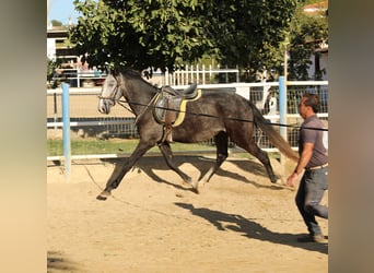 Lusitano, Stallion, 3 years, Grey