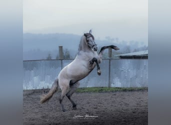 Lusitano, Stallion, 4 years, 14.3 hh, Brown Falb mold