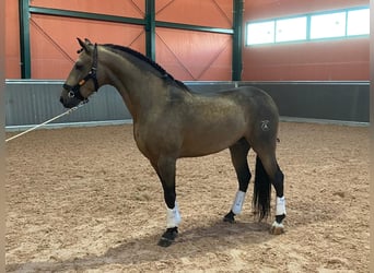 Lusitano, Stallion, 4 years, 15,1 hh, Buckskin