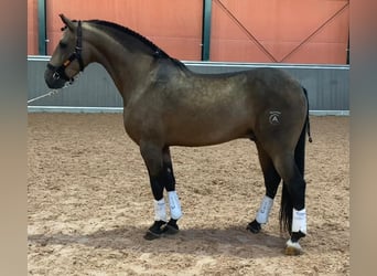 Lusitano, Stallion, 4 years, 15,1 hh, Buckskin