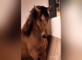 Lusitano, Stallion, 4 years, 15.1 hh, Dun