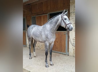 Lusitano, Stallion, 4 years, 15.1 hh, White