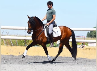 Lusitano, Stallion, 4 years, 15.2 hh, Brown