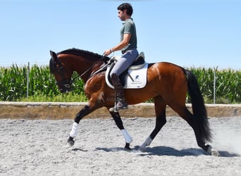 Lusitano, Stallion, 4 years, 15.2 hh, Brown