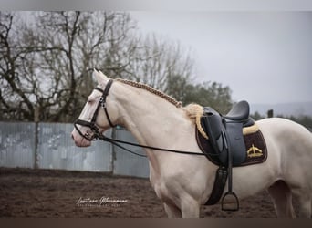 Lusitano, Stallion, 4 years, 15.2 hh, Cremello