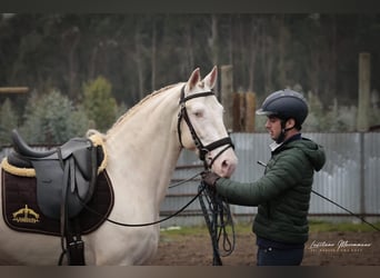 Lusitano, Stallion, 4 years, 15.2 hh, Cremello