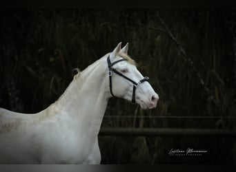 Lusitano, Stallion, 4 years, 15.2 hh, Cremello