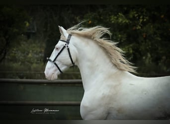 Lusitano, Stallion, 4 years, 15.2 hh, Cremello