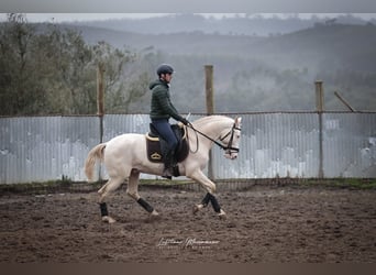 Lusitano, Stallion, 4 years, 15.2 hh, Cremello