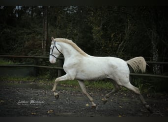 Lusitano, Stallion, 4 years, 15.2 hh, Cremello