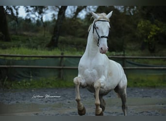 Lusitano, Stallion, 4 years, 15.2 hh, Cremello