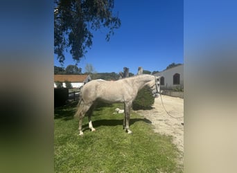 Lusitano, Stallion, 4 years, 15.2 hh