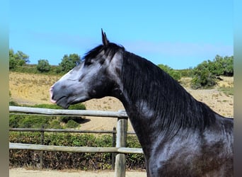 Lusitano, Stallion, 4 years, 15.2 hh, Gray-Dark-Tan