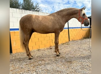 Lusitano, Stallion, 4 years, 15.2 hh, Palomino