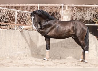 Lusitano, Stallion, 4 years, 15.2 hh, Smoky-Black