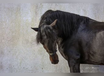 Lusitano, Stallion, 4 years, 15.2 hh, Smoky-Black