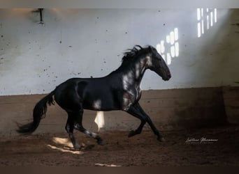 Lusitano, Stallion, 4 years, 15.2 hh, Smoky-Black