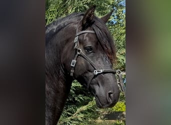 Lusitano, Stallion, 4 years, 15.3 hh, Black