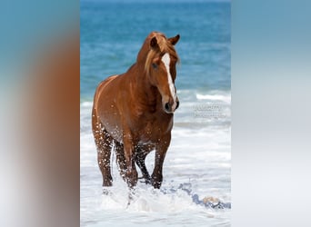 Lusitano, Stallion, 4 years, 15,3 hh, Chestnut-Red