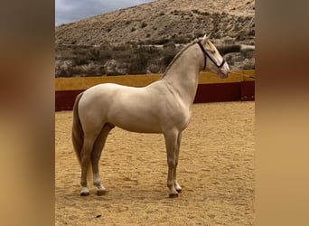 Lusitano Mix, Stallion, 4 years, 15.3 hh, Cremello