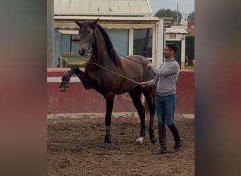 Lusitano, Stallion, 4 years, 15.3 hh, Grey-Dapple