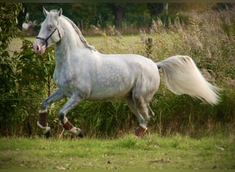 Lusitano, Stallion, 4 years, 15.3 hh, Grey