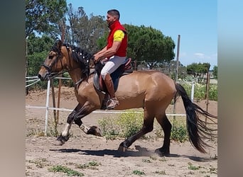 Lusitano Mix, Stallion, 4 years, 15 hh, Dun