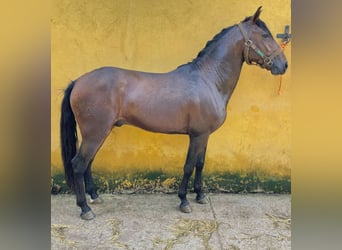 Lusitano, Stallion, 4 years, 15,1 hh, Brown