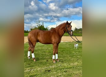 Lusitano, Stallion, 4 years, 15,1 hh, Chestnut-Red