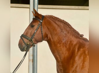 Lusitano, Stallion, 4 years, 15,1 hh, Chestnut-Red