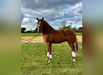 Lusitano, Stallion, 4 years, 15,1 hh, Chestnut-Red