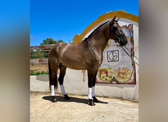 Lusitano, Stallion, 4 years, 15,1 hh, Grullo