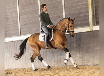 Lusitano, Stallion, 4 years, 15,2 hh, Buckskin