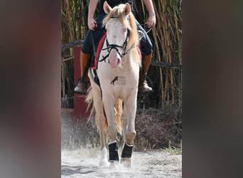 Lusitano, Stallion, 4 years, 15,2 hh, Cremello