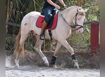 Lusitano, Stallion, 4 years, 15,2 hh, Cremello